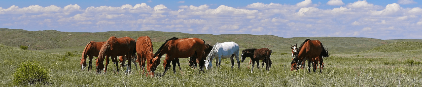 Horses in Northern Wisconsin